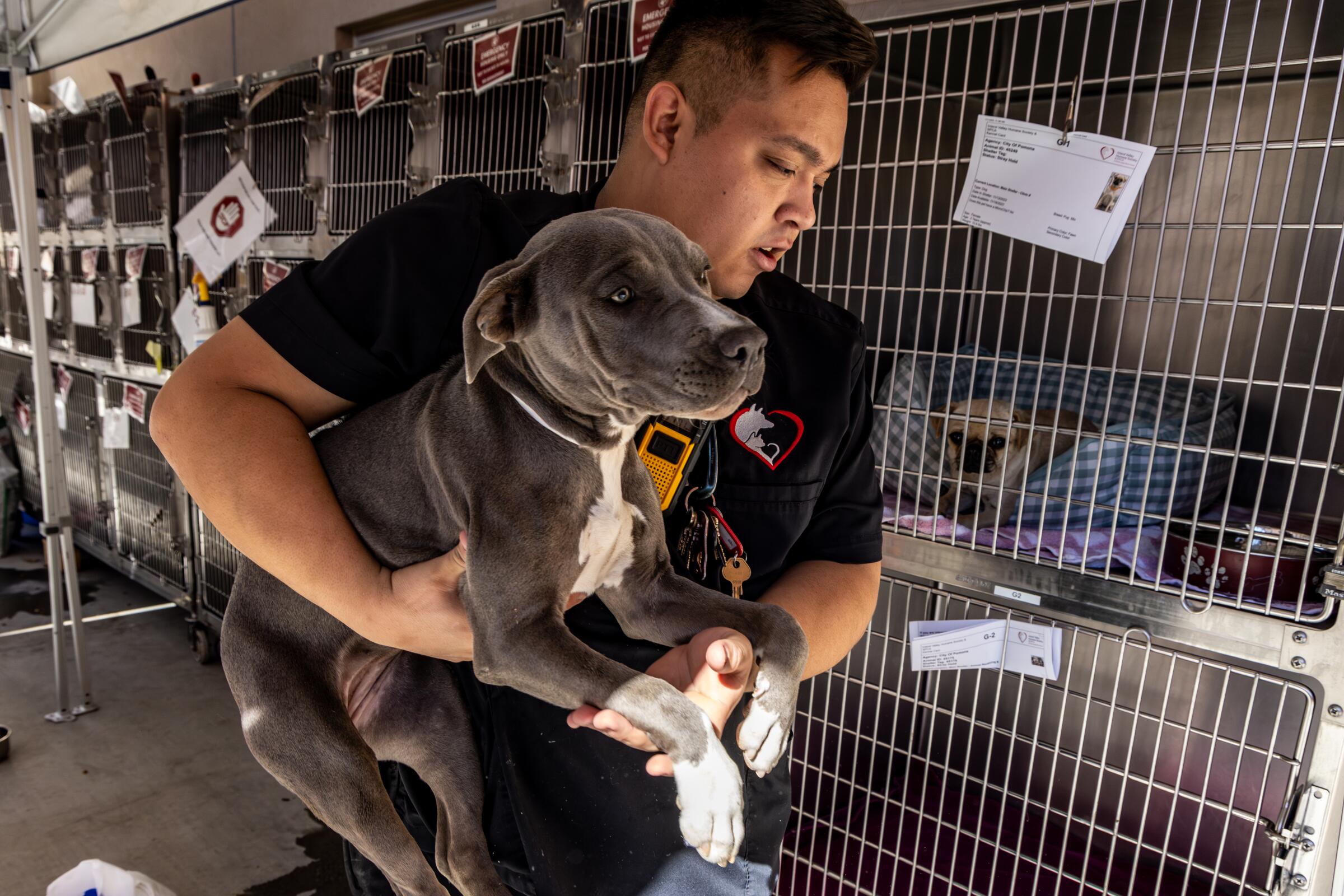 We’re inundated': Animal shelters overflowing across U.S. - Los