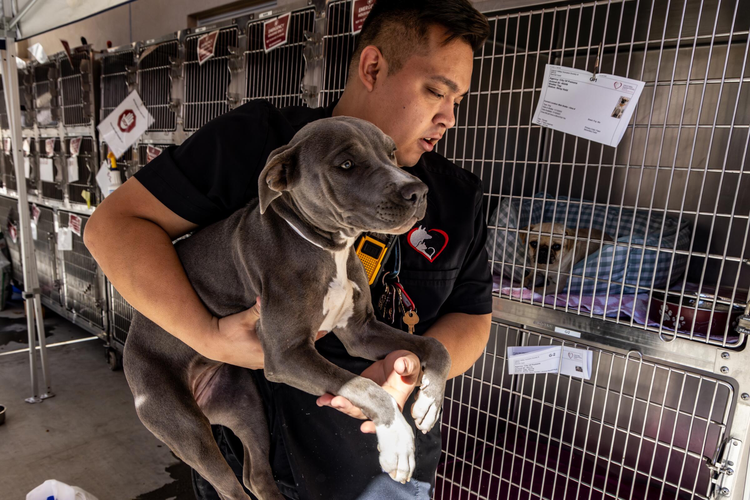 A man lifting a gray pit bull next to a long row of stacked kennels