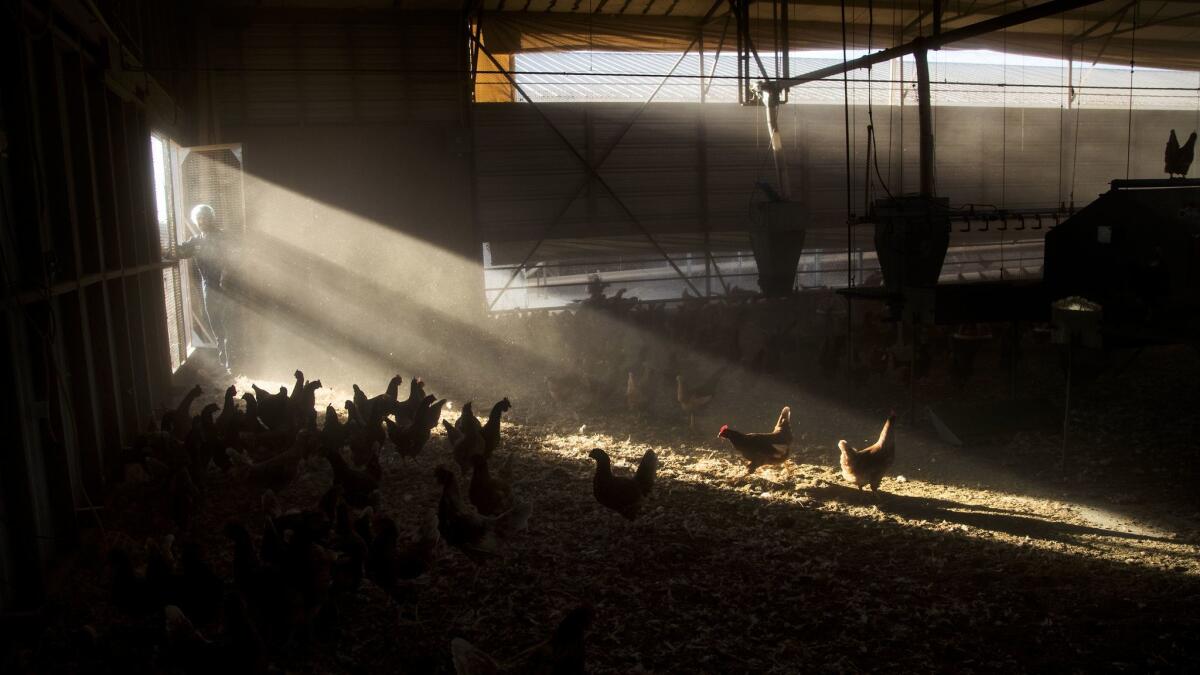 Afternoon light streams into a hen house at MCM Poultry in Nuevo, Calif., as Production Manager Dominic Diaz exits the building.