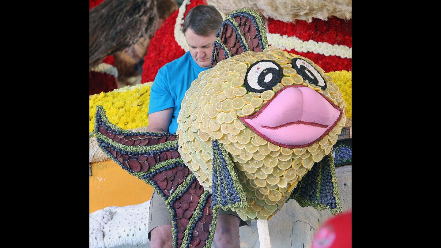 Dave Smilie, from Santa Rosa, applies lemon and lime slices to the La Cañada Flintridge Rose Parade float on Wednesday, Dec. 30, 2015.