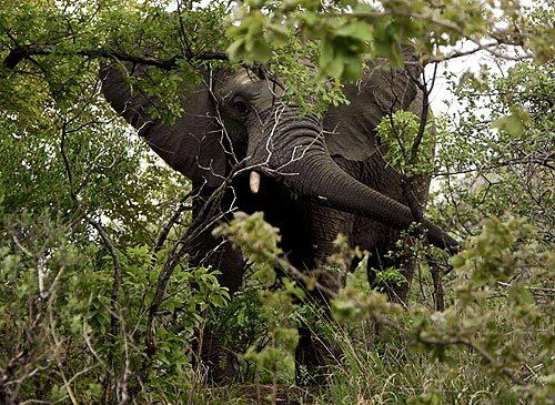 Elephants