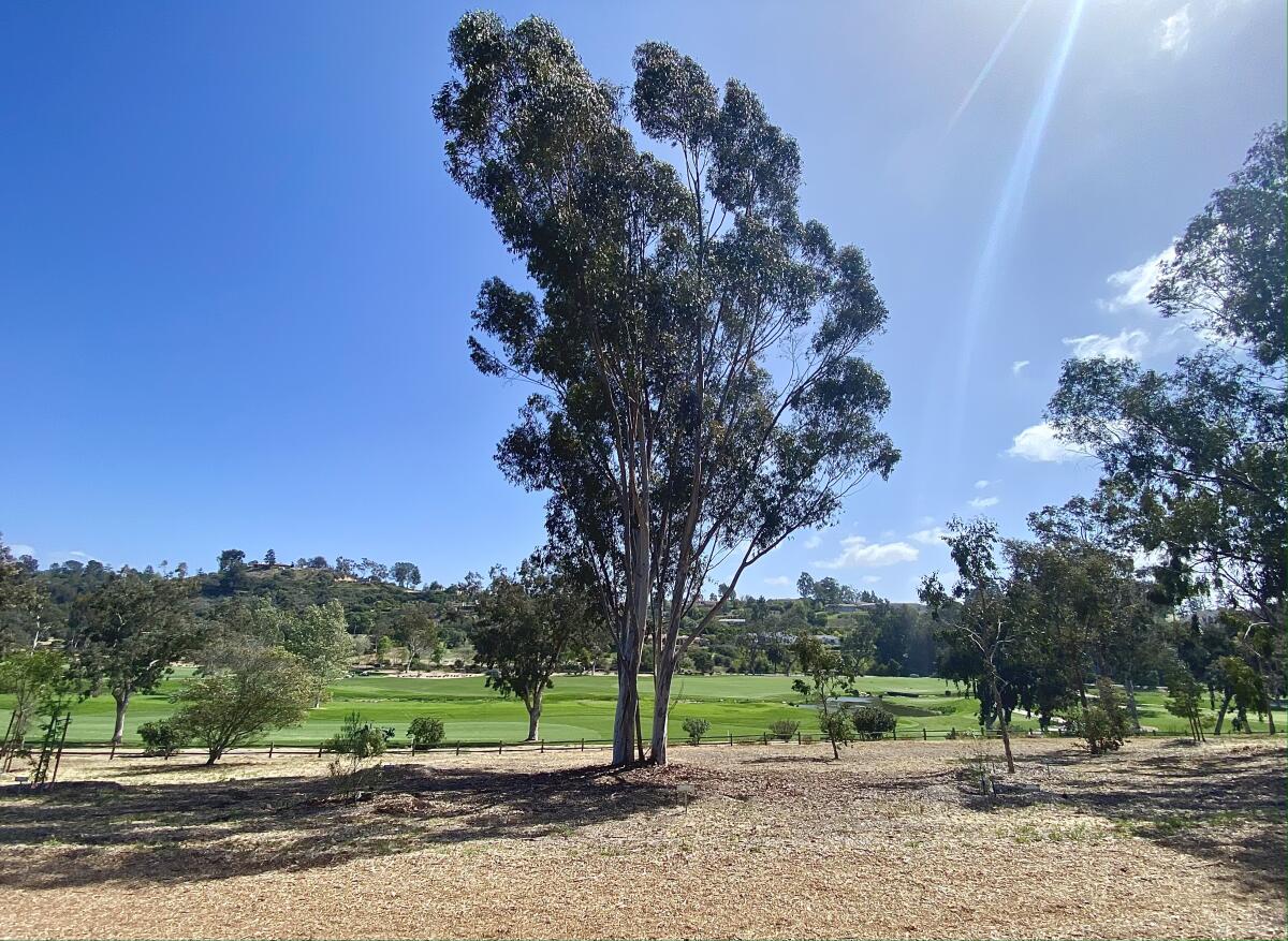 A tree along the RSF Golf Club trail.