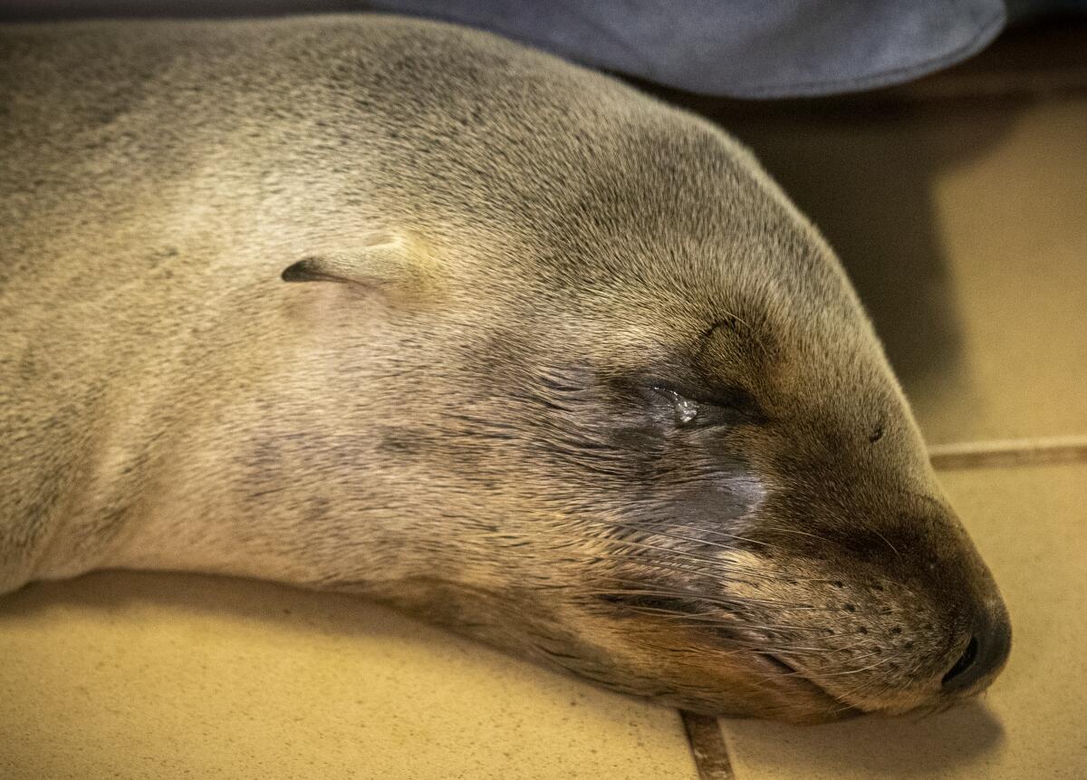 Entangled sea lions being helped on the Central Coast