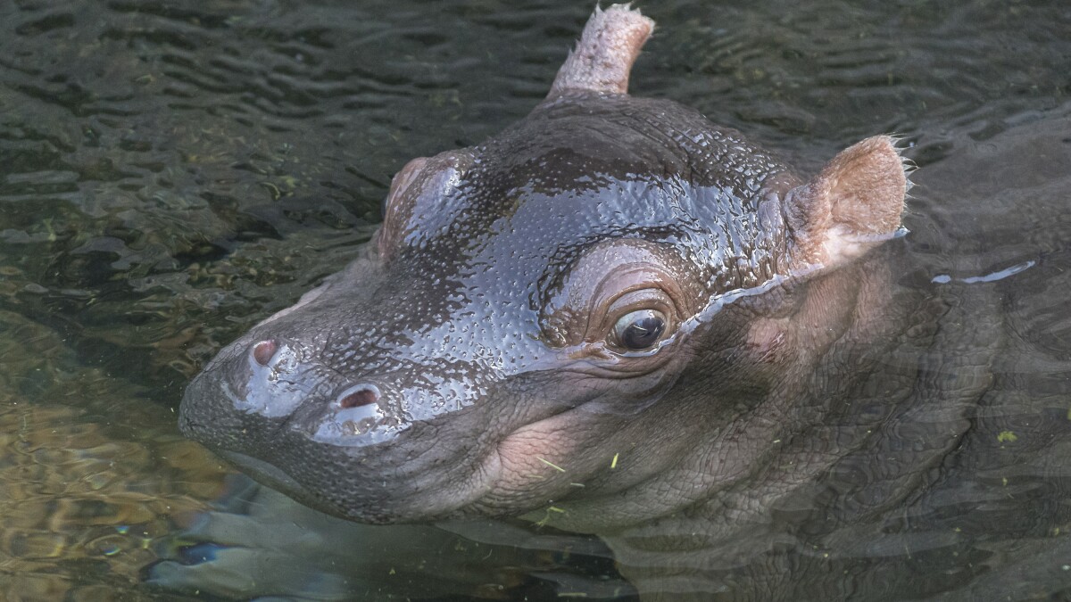 Baby Hippo Born At San Diego Zoo Saturday Already Has Funani On Her Toes The San Diego Union Tribune