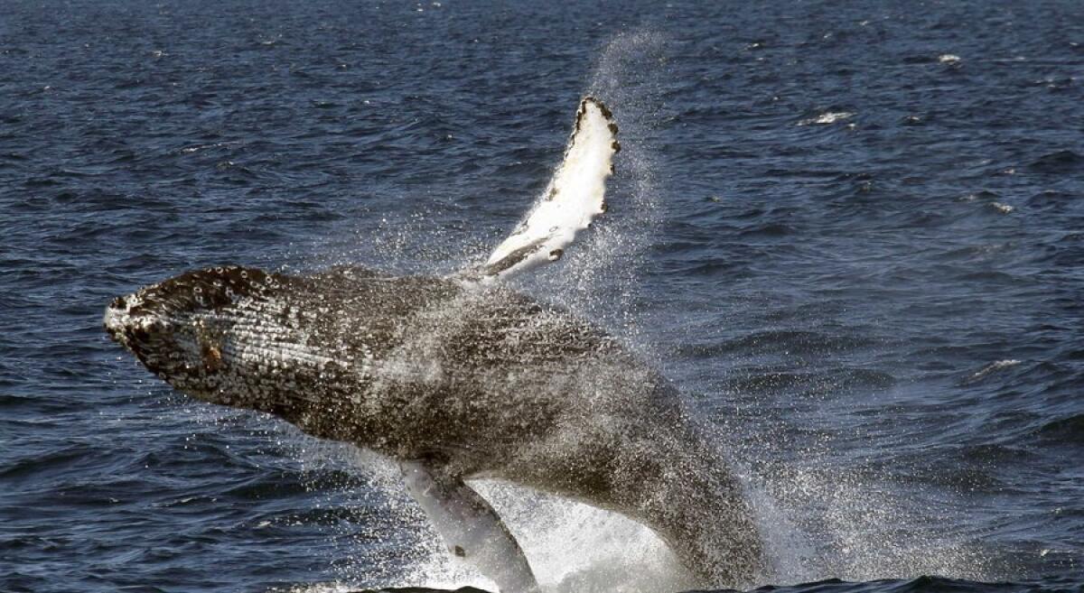 A humpback whale breaches off the coast of Long Beach.