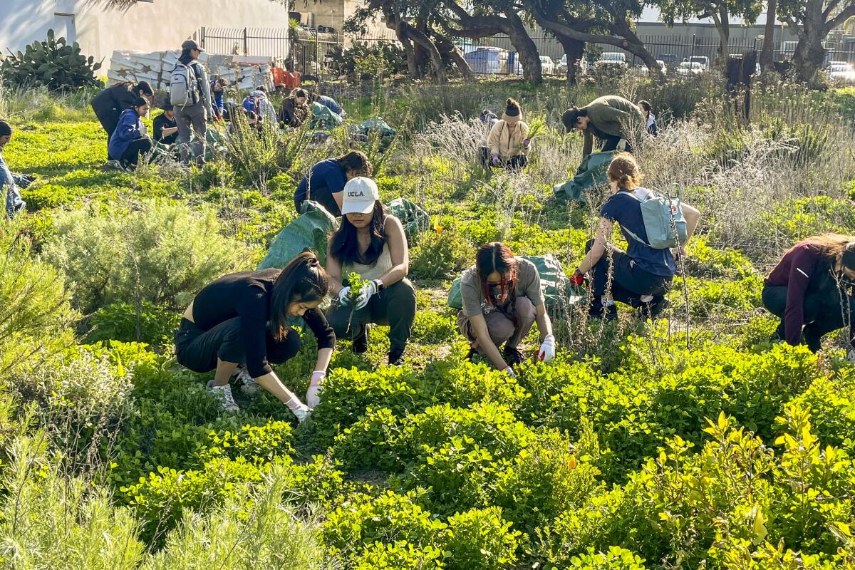 A group of people pull weeds in a wetland area for habitat restoration. 
