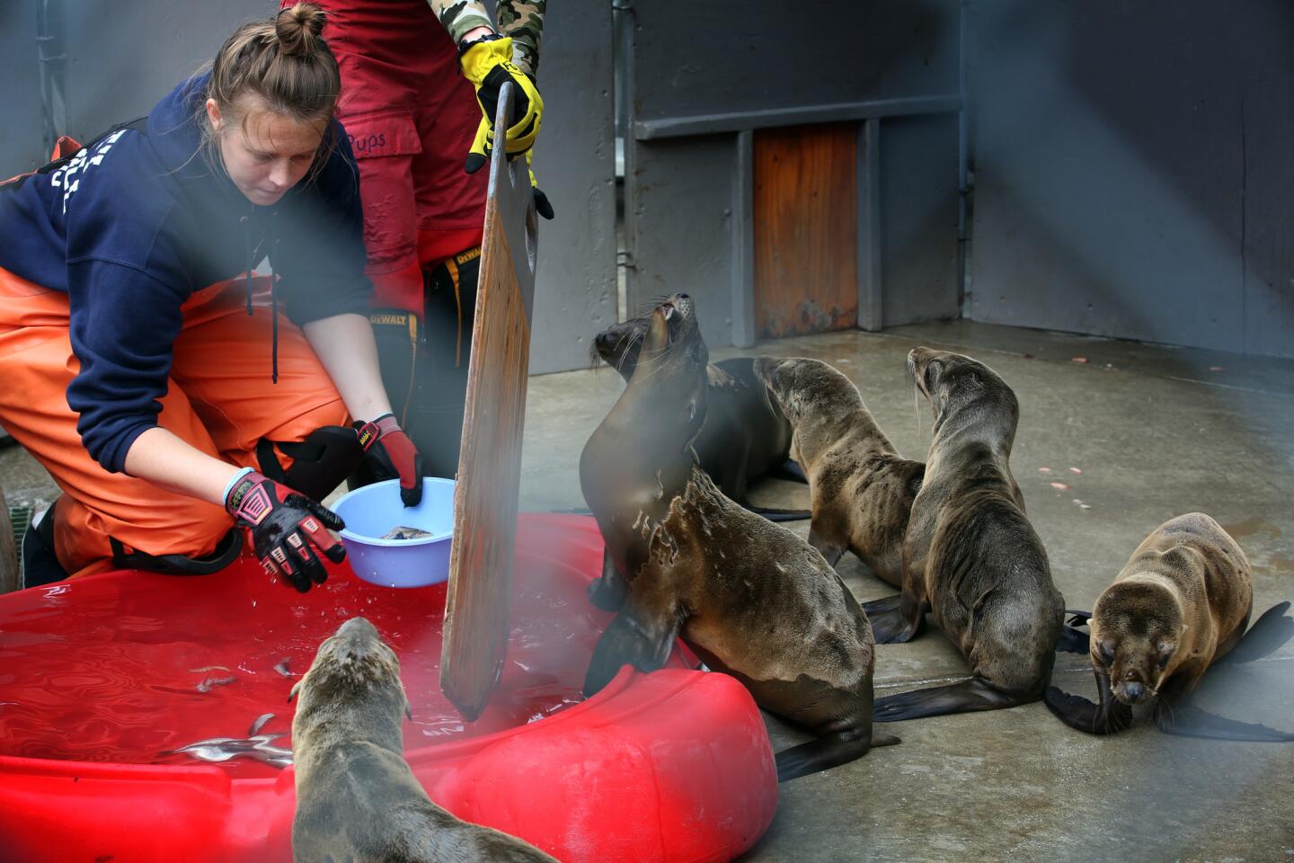 Hannah Bateman feeds a group of rescued California sea lion pups at the Marine Mammal Care Center in San Pedro.