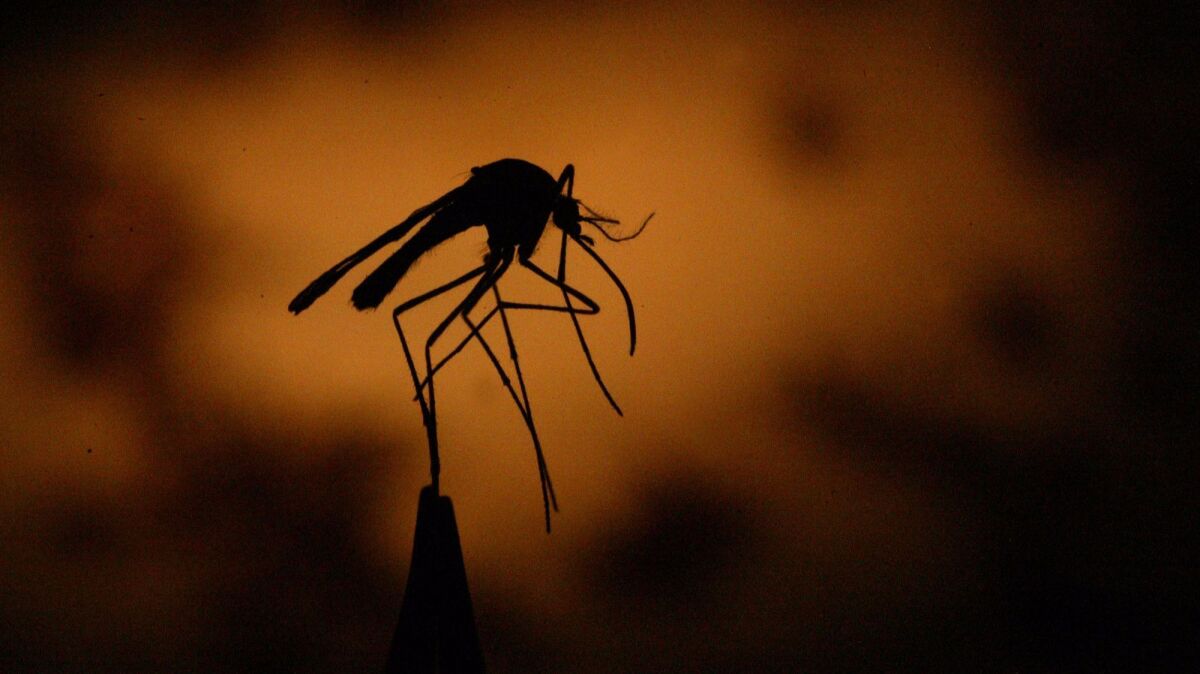 Culex mosquitoes, which most Californians are familiar with, spread West Nile virus.