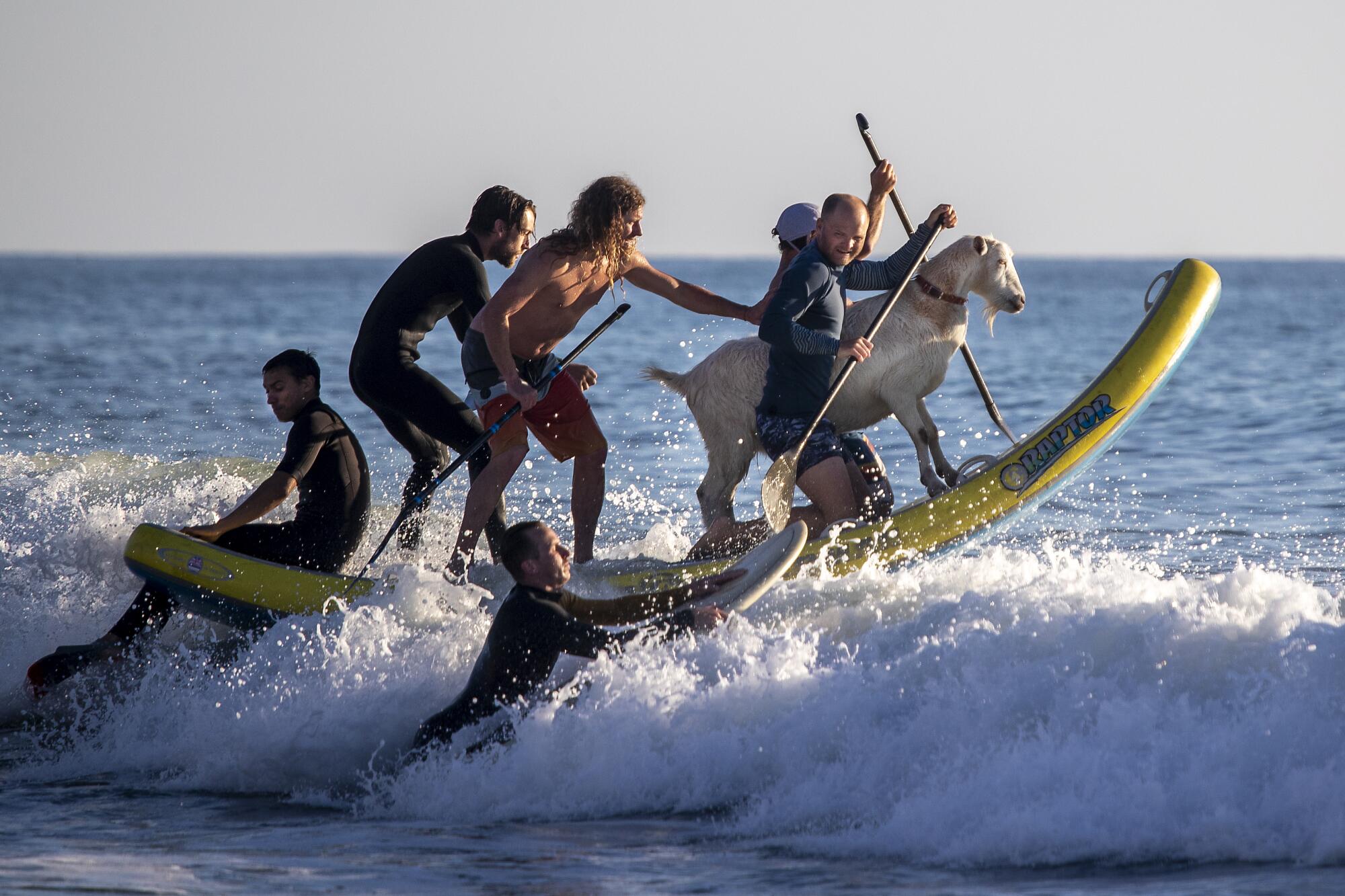 Photos: Surfing with goats at the San Clemente Pier - Los Angeles Times