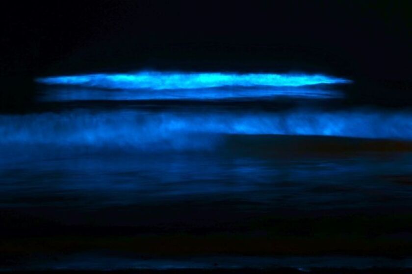 Breaking surf along the San Diego coastline is causing tiny organisms to briefly produce brilliant neon blue flashes.