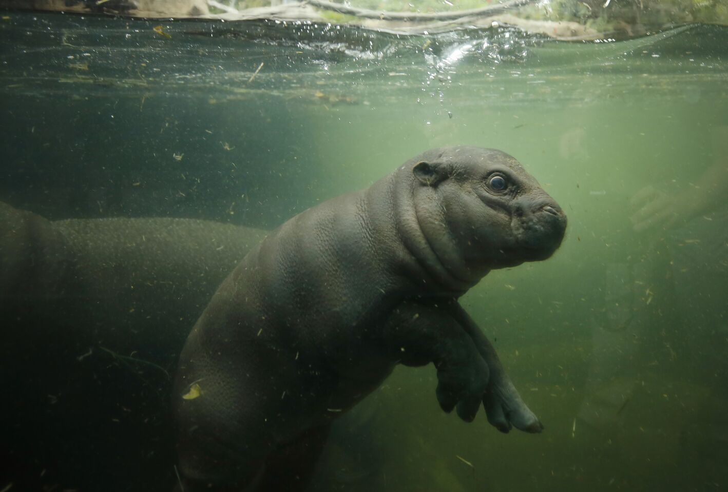 Akobi, a 40-pound, 67-day-old pygmy hippopotamus, swims in the water at the San Diego Zoo on June 15, 2020. Akobi was introduced to the public for the first time as it explored the main exhibit for the first time Monday.