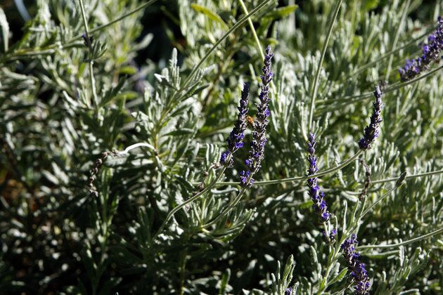 The lavender hybrid Goodwin Creek has slender scented flower spikes that add a touch of violet-blue to the palette.