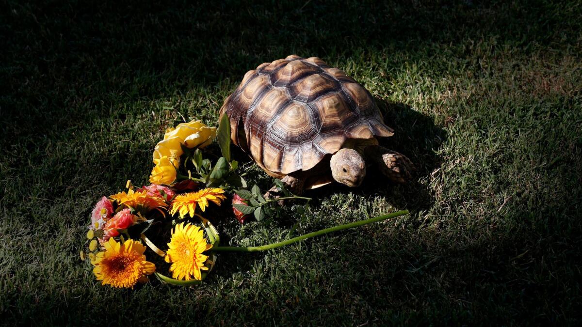 LONG BEACH CA. JULY 25, 2017: Bonnie's tortoise Pearl was near her flower crown at Bonnie's home in Long Beach on July 25, 2017. The story will be about the unexpected joys of having reptiles for pets: Such as making a flower crown for Pearl the Tortoise, and then watching her eat it. Bonnie saved Pearl, who was found wandering in a back alley in Long Beach. Pearl now lives in her backyard. Bonnie says its incredibly peaceful watching Pearl. (Glenn Koenig/Los Angeles Times)