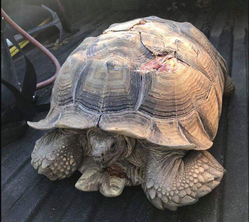 A 95-pound tortoise dubbed "Highway Pete" is expected to make a full recovery after being struck by a vehicle on a highway.