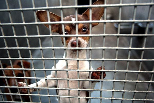 Animal lovers blame Hollywood, with movies like "Beverly Hills Chihuahua" and "Legally Blonde," for California's surplus Chihuahuas.
