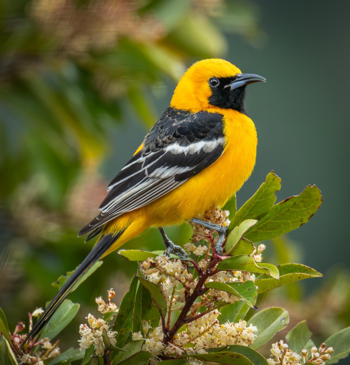 Oriole Birds : r/orioles