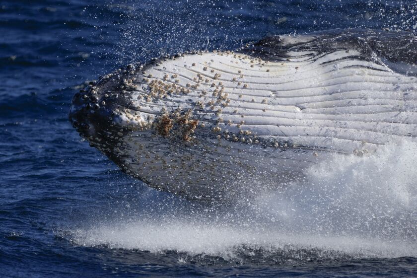 CORRECTS DAY TO THURSDAY - FILE - A humpback whale breaches off the coast of Port Stephens, Australia, on June 14, 2021. Lonely humpback whales are more likely to sing – but as populations grow, whales wail less, a new study released on Thursday, Feb. 16, 2023, suggests. (AP Photo/Mark Baker, File)