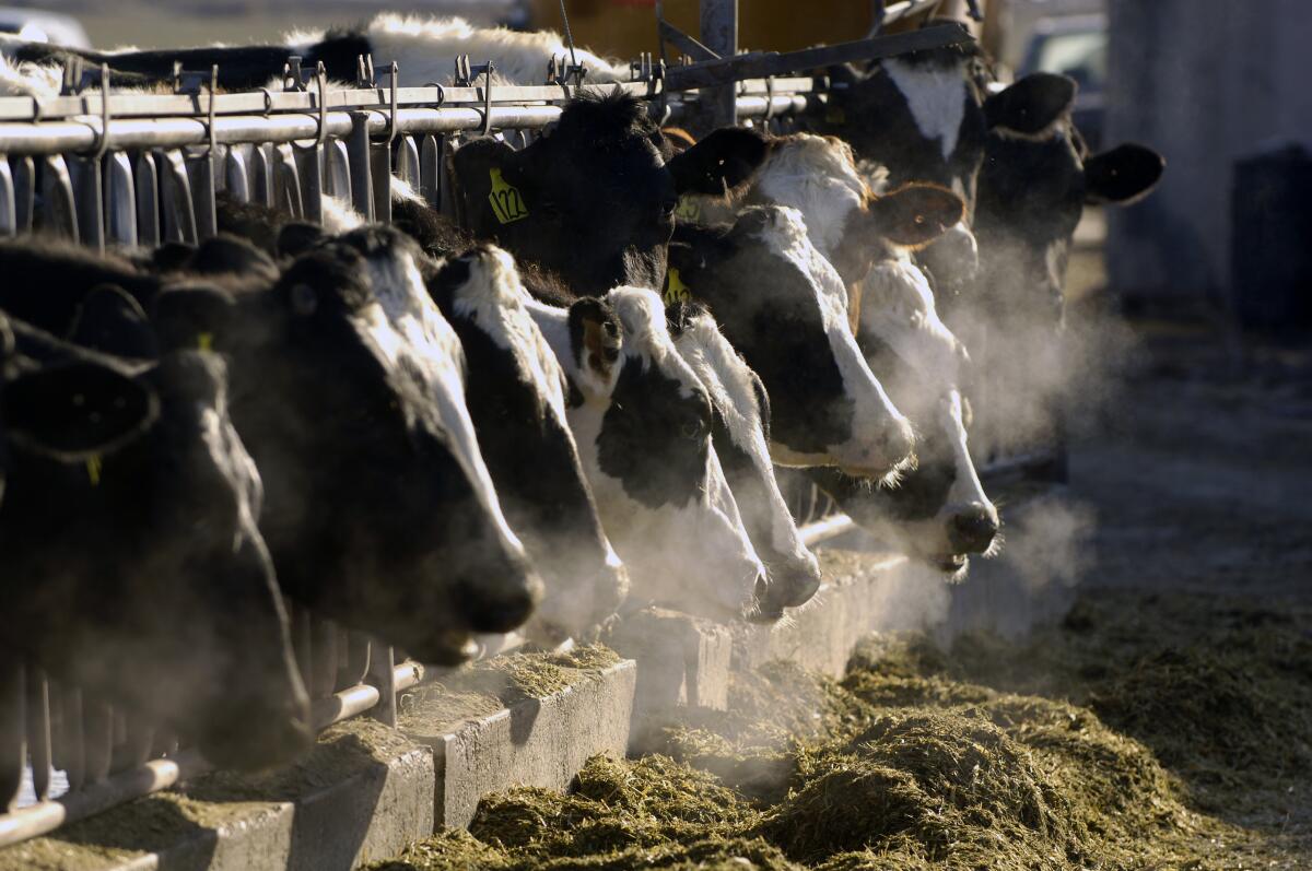 A row of fenced dairy cows consume feed.