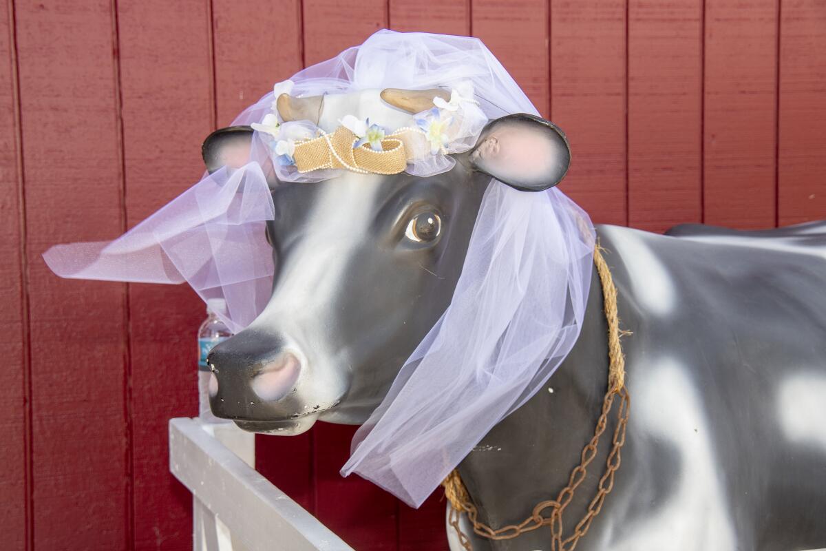 Decked out in a veil, a plywood cow joins the ceremony.