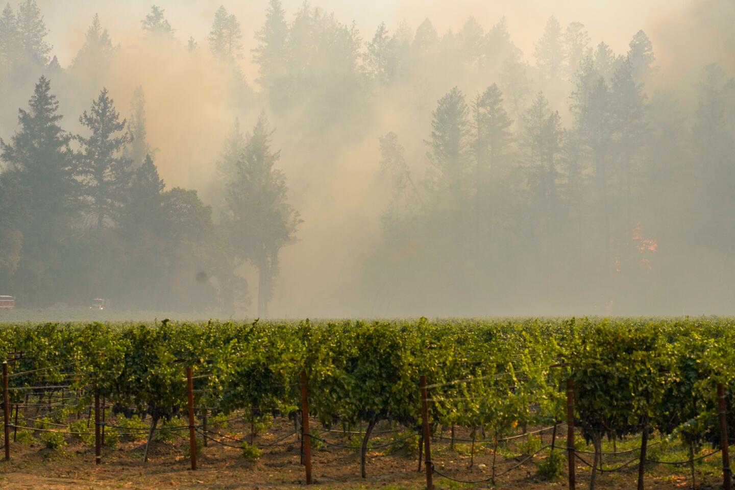 Smoke obscures the trees behind a vineyard.