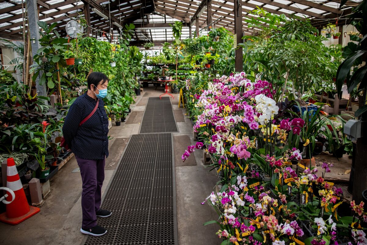A client looks at orchids in a greenhouse.