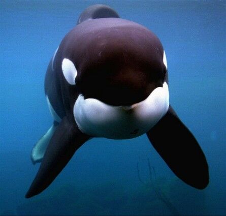 Keiko in "Free Willy"