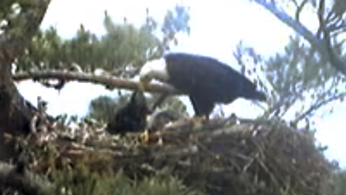 A baby eagle died over the weekend at a nest monitored by a webcam.