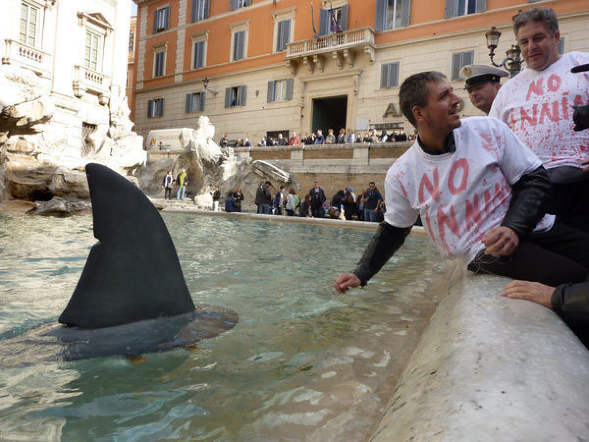 Activists place a fake shark fin in the Trevi fountain during a demonstration in Rome last week against the practice of finning.