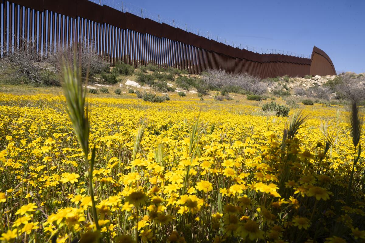 Bright yellow blooms carpet the ground next to a section of border wall.