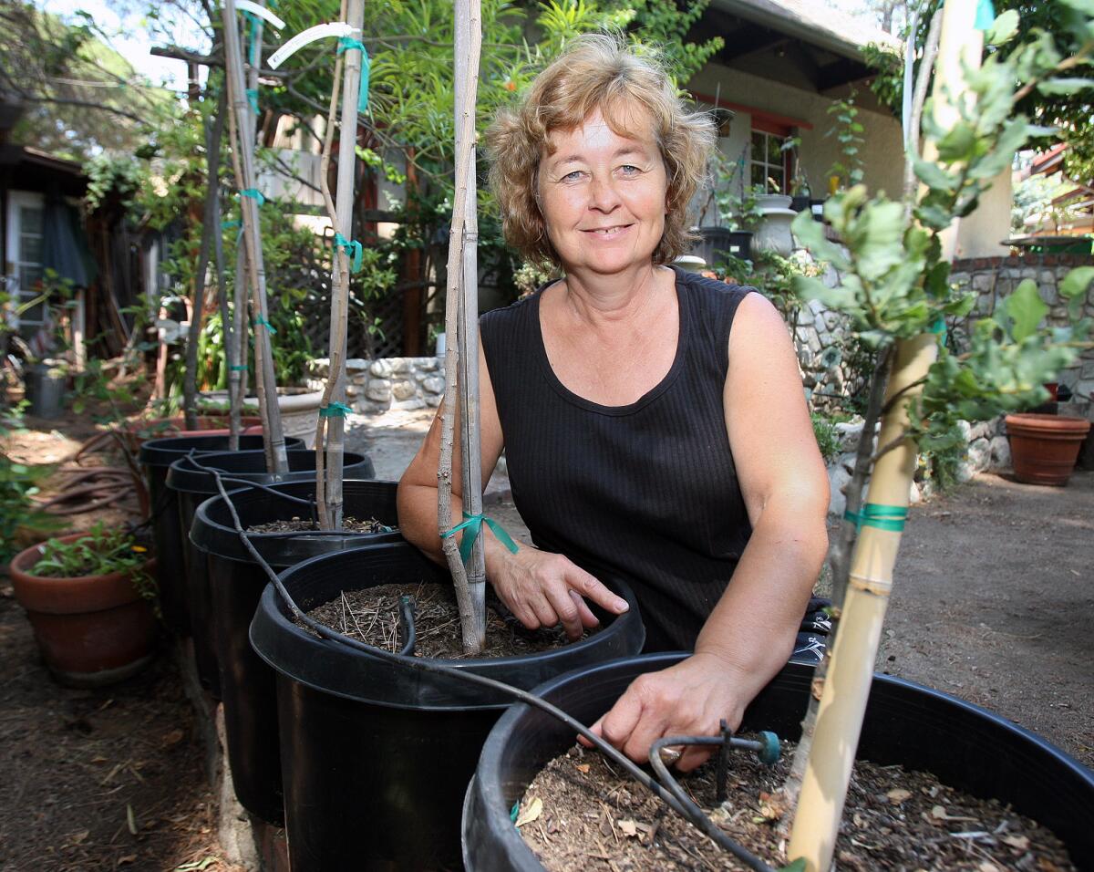 Marie Yeseta of La Crescenta kneels with the trees she received as a donation from Edison in her back yard Wednesday, June 11, 2014. Yeseta selected four Chinese Pistache trees, and two Cork Oak trees that were given to residents effected by the wind storms a couple years ago.