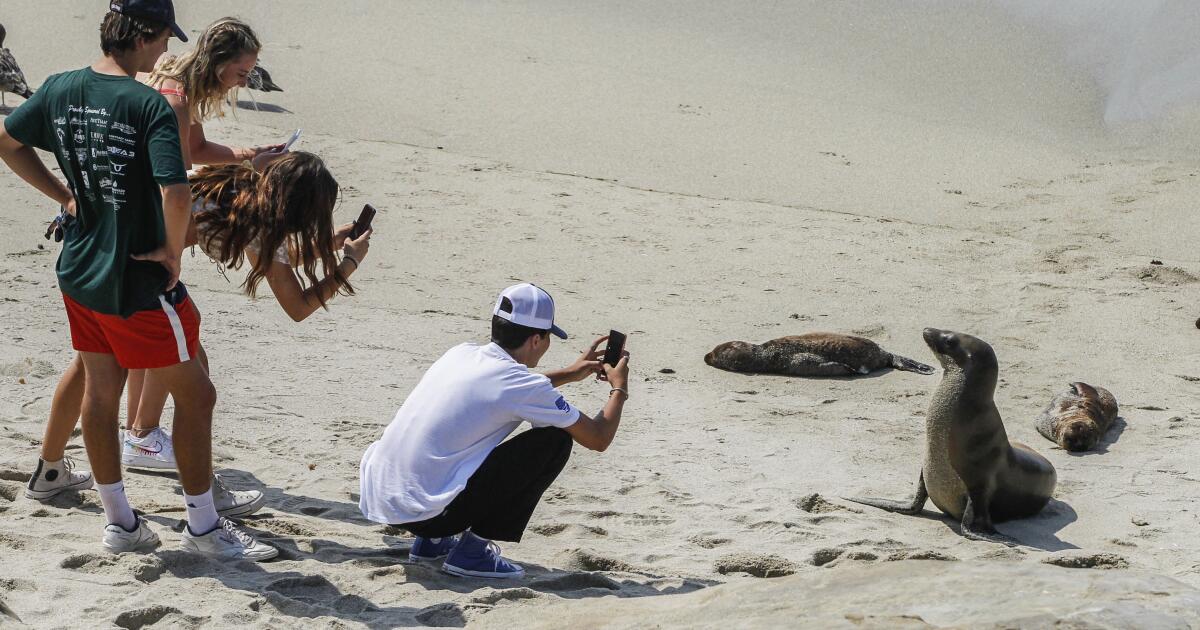 Advocates try to discourage beach-goers from getting too close to La Jolla sea  lions and their pups - La Jolla Light