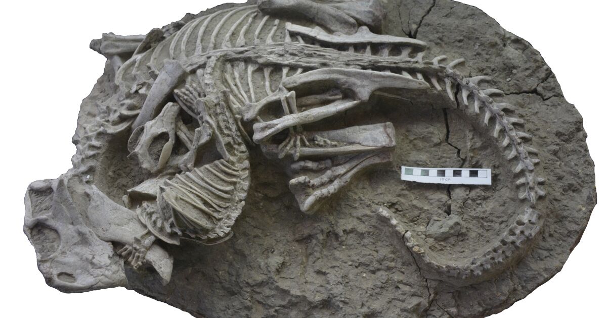 Fossil suggests mammals hunted dinosaurs for dinner