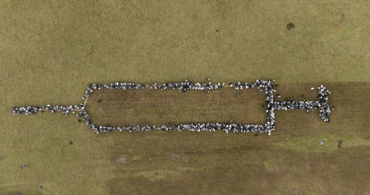 Sheep and goats stand together in Schneverdingen, Germany, as they form an approximately 100 meters large syringe to promote vaccinations against COVID-19, Monday, Jan. 3, 2022. (Philipp Schulze/dpa via AP)