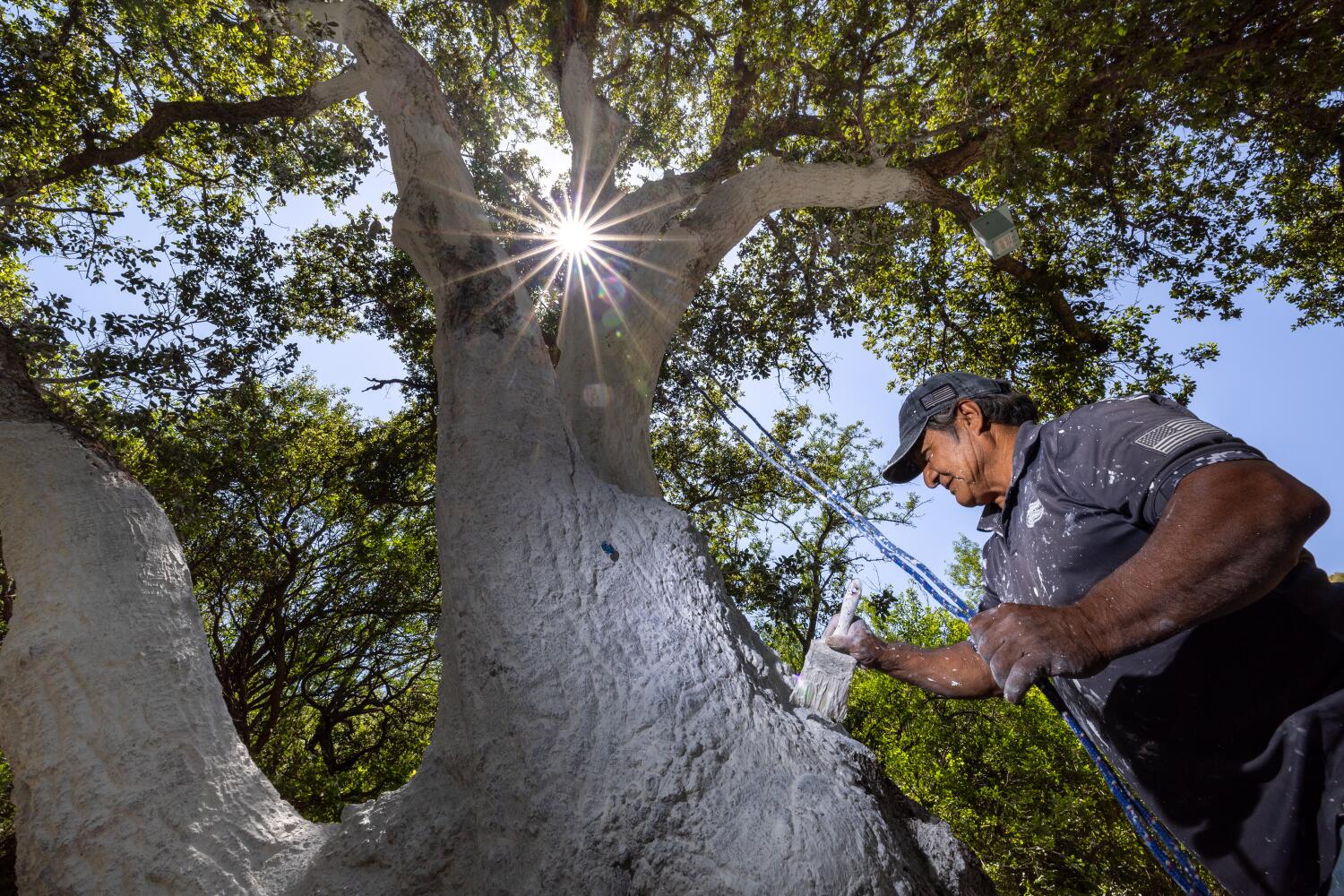 ‘It is scary’: Oak-killing beetle reaches Ventura County, significantly expanding range ‘It is scary’: Oak-killing beetle reaches Ventura County, significantly expanding range