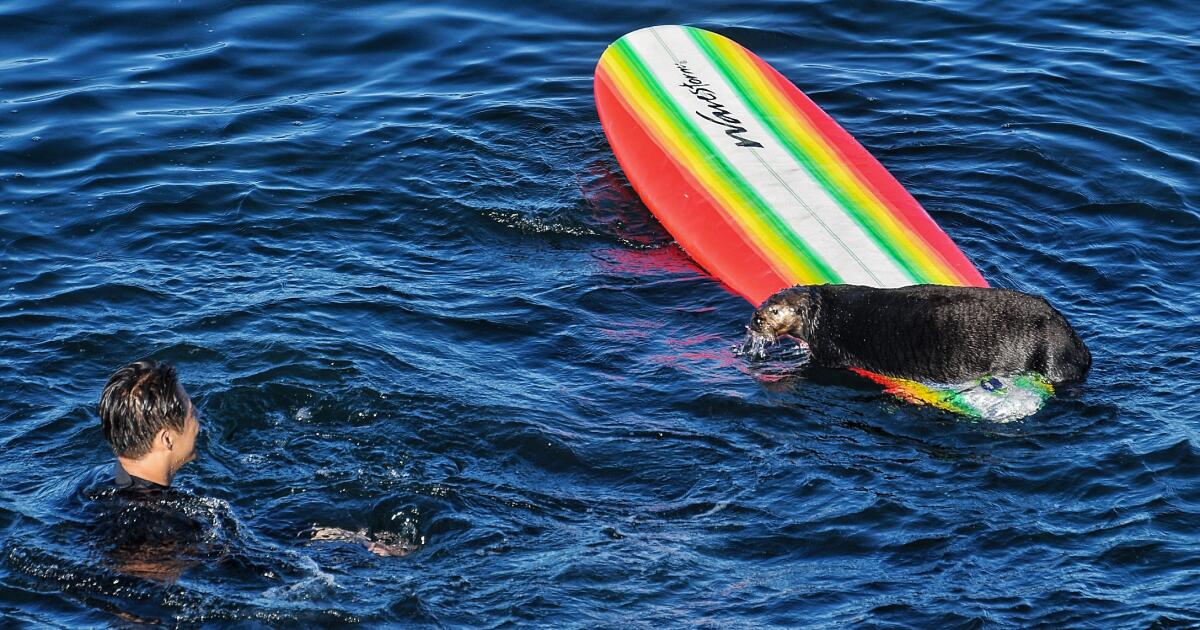 Sea lions terrorize San Francisco Bay swimmers in spate of attacks