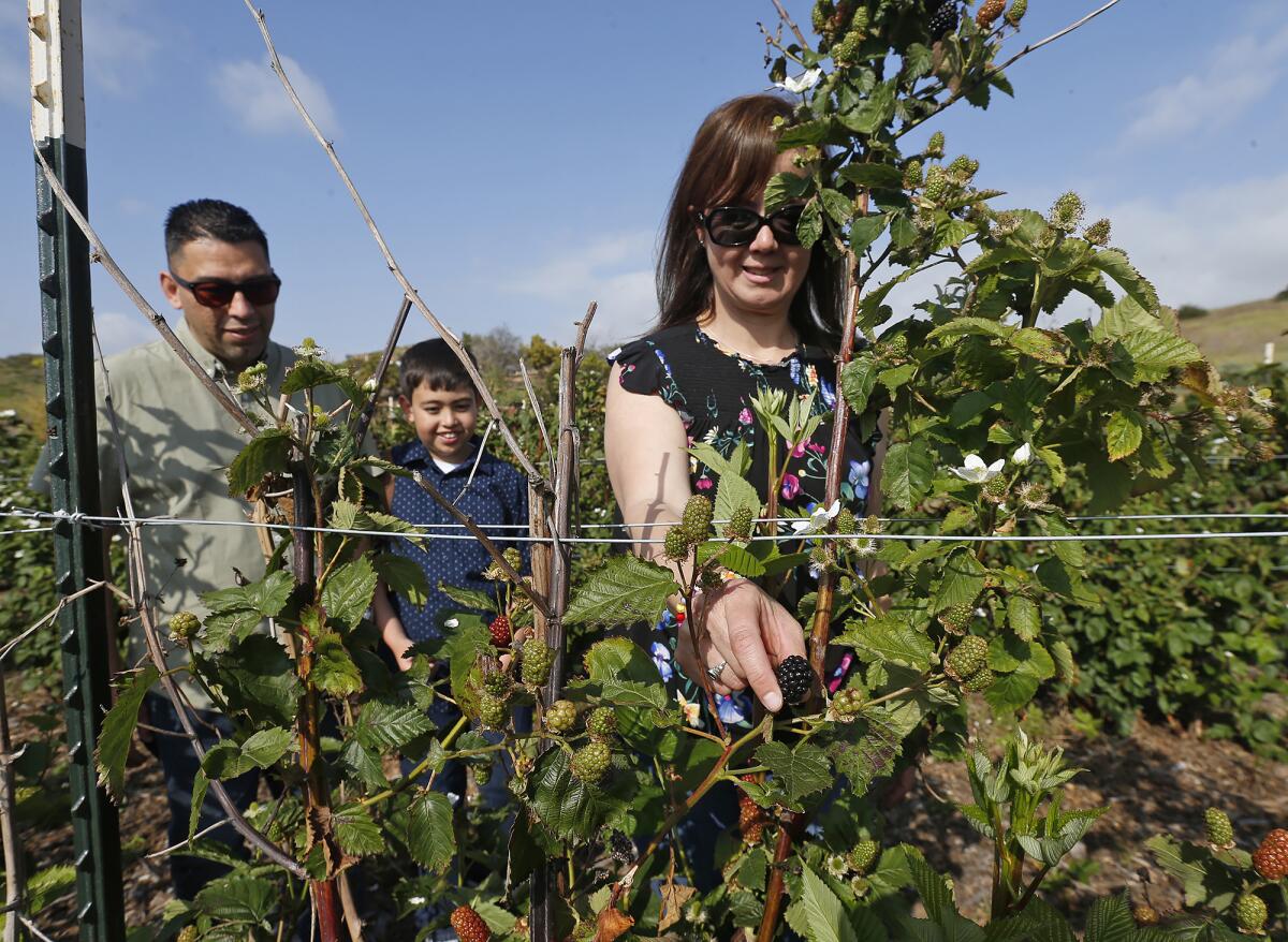 Joanna Valdivia picks blackberries with husband Reyes and son Ryan, from left, at Tanaka Farms in Irvine.