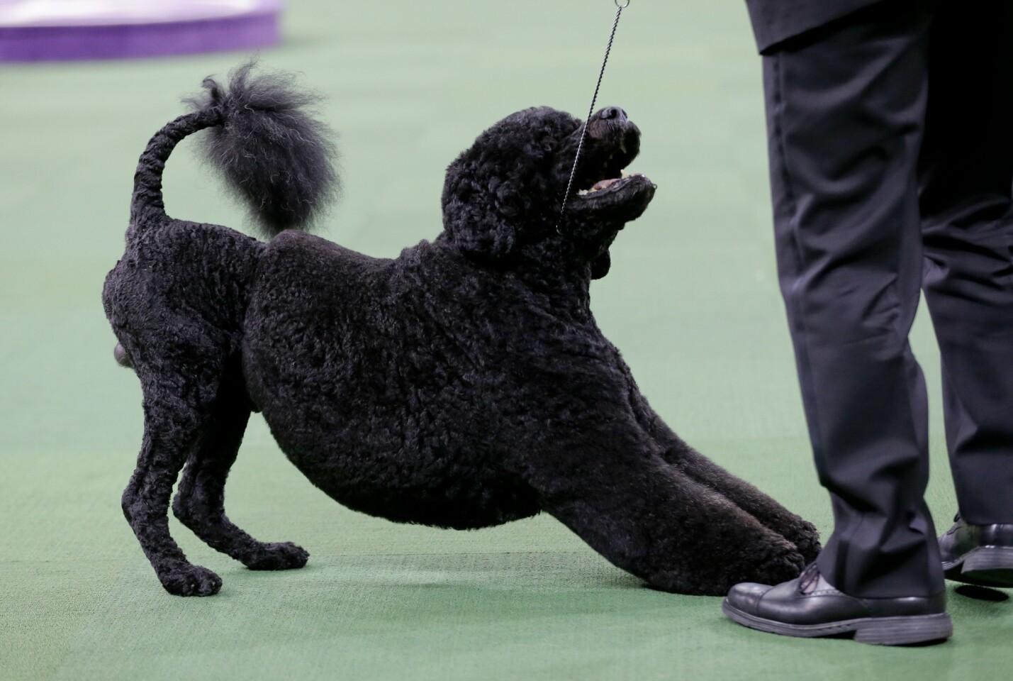 dette det samme Fitness Westminster dog show to add obedience event next year - Los Angeles Times