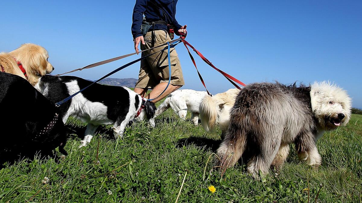 Professional dog walkers often take out multiple pets at one time.