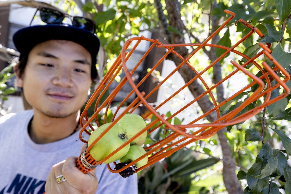 A man looks at the apples he just harvested by using a pole picker.