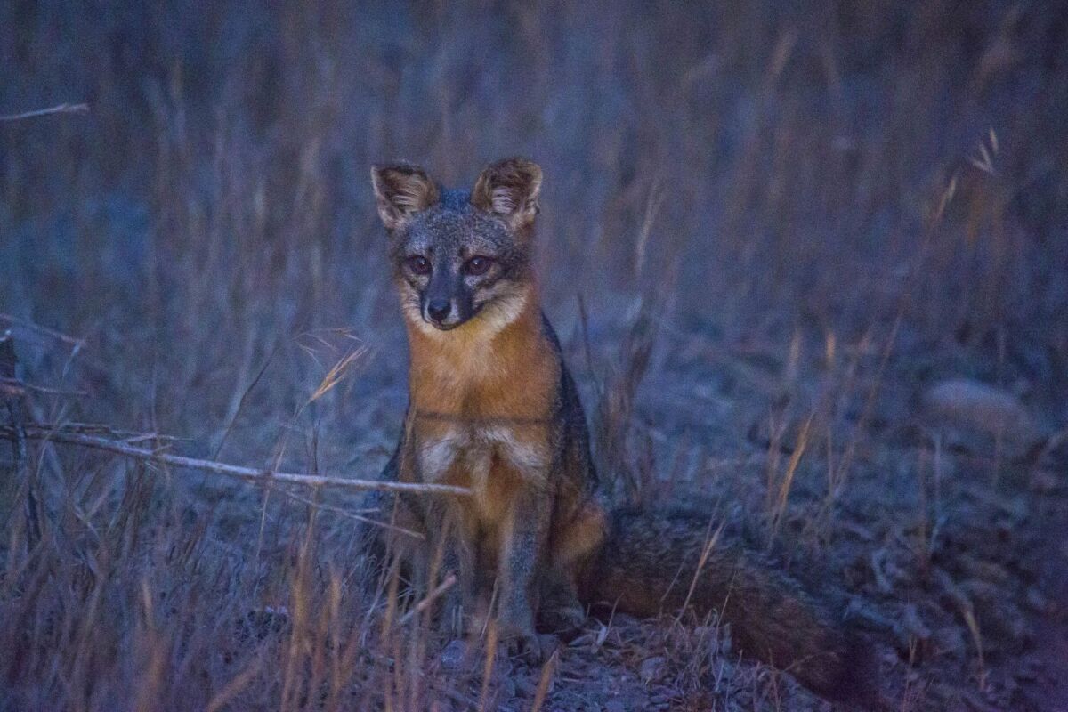 A Santa Cruz Island fox. Wildlife officials have proposed delisting the San Miguel, Santa Rosa and Santa Cruz Island foxes, which were classified as endangered in 2004 after suffering catastrophic declines mainly because of predation by Golden eagles.