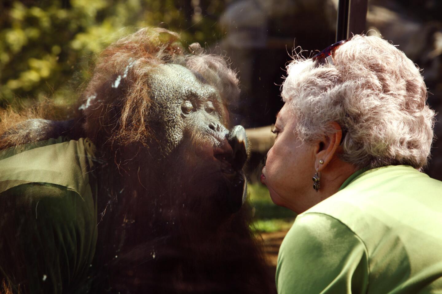 Zoo regular Sandy Lewis exchanges kisses behind the glass with her favorite orangutan, Janey, at the San Diego Zoo. Lewis visits Janey on a regular basis, spending time making hand gestures and communicating with their own language.