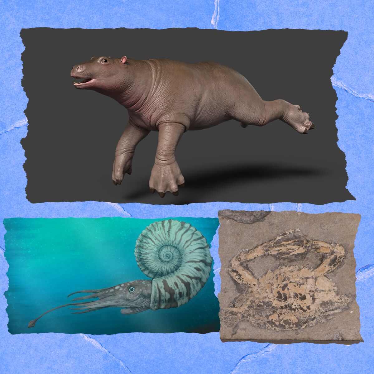 Three photos: a hippo-type animal with webbed feet; a creature with a shell like a snail; the outline of a crab in rock.