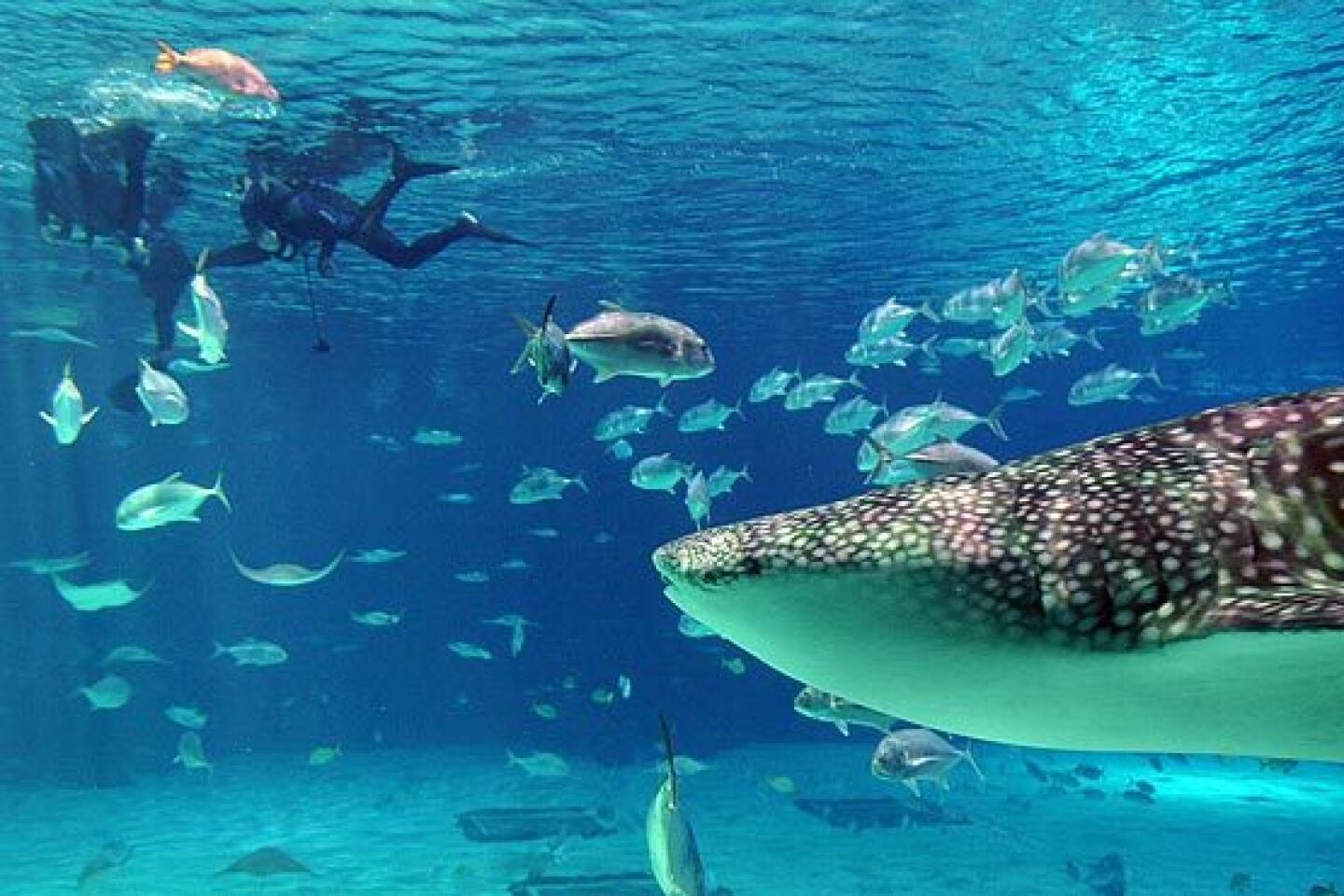 Swimming with whale sharks at the Aquarium Los Angeles Times