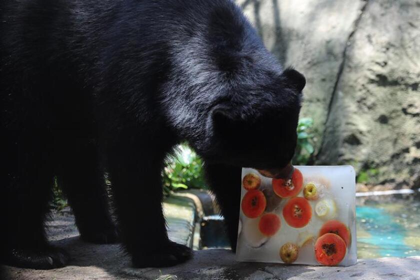 A bear at a zoo in Rio de Janeiro, eating a frozen treat to keep cool from the sweltering heat in Brazil. Jan 9, 2019. EPA-EFE FILE/ Antonio Lacerda.