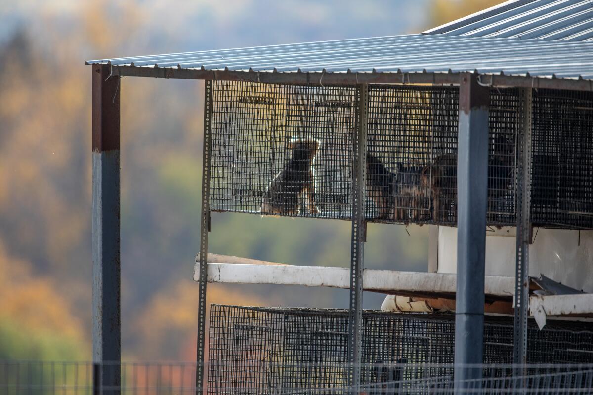 Stacked cages filled with dogs at a breeding facility