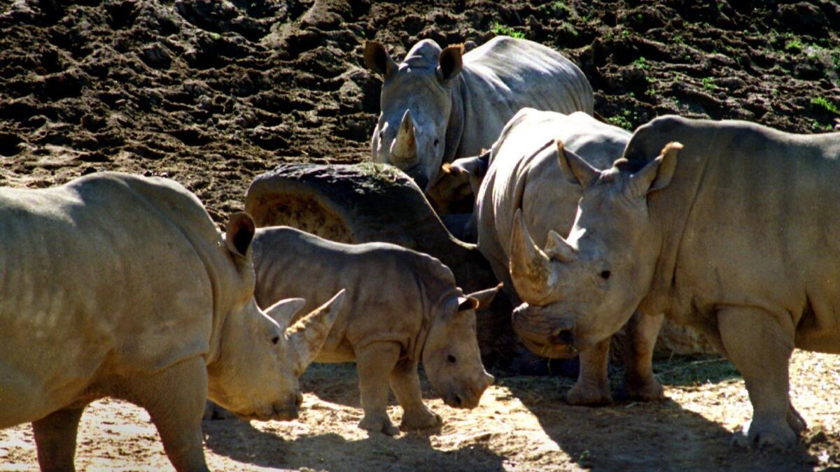 This 1996 file photo shows northern white rhinos at the San Diego Zoo Safari Park. Between 1972 and 2015, when the last one died, the zoo hosted eight northern white rhinos.
