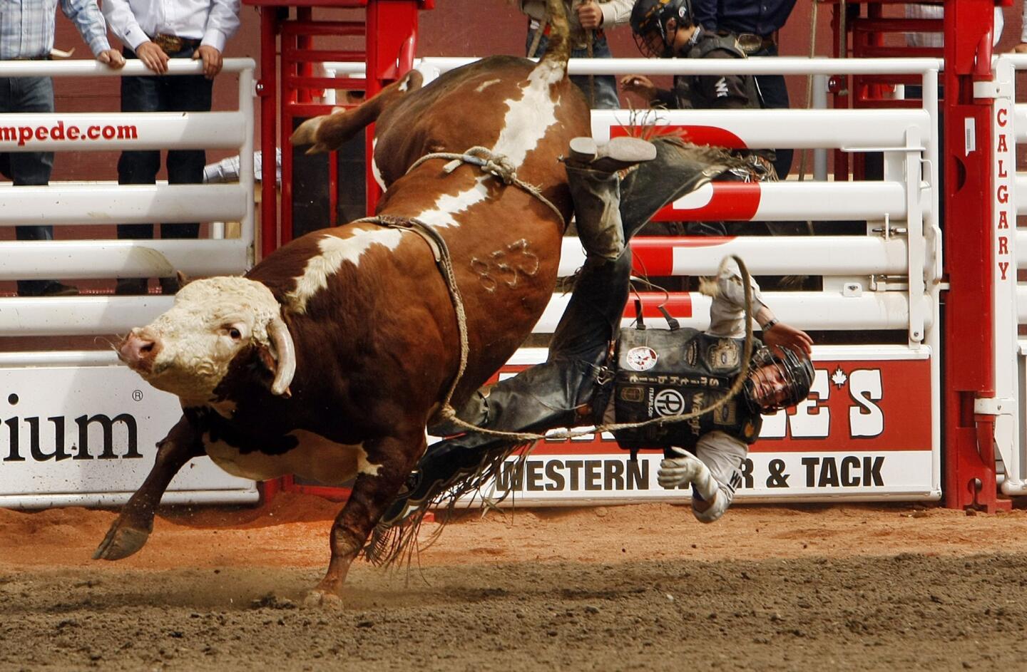 Bull riding at the Calgary Stampede in Canada attracts fans of all ages.