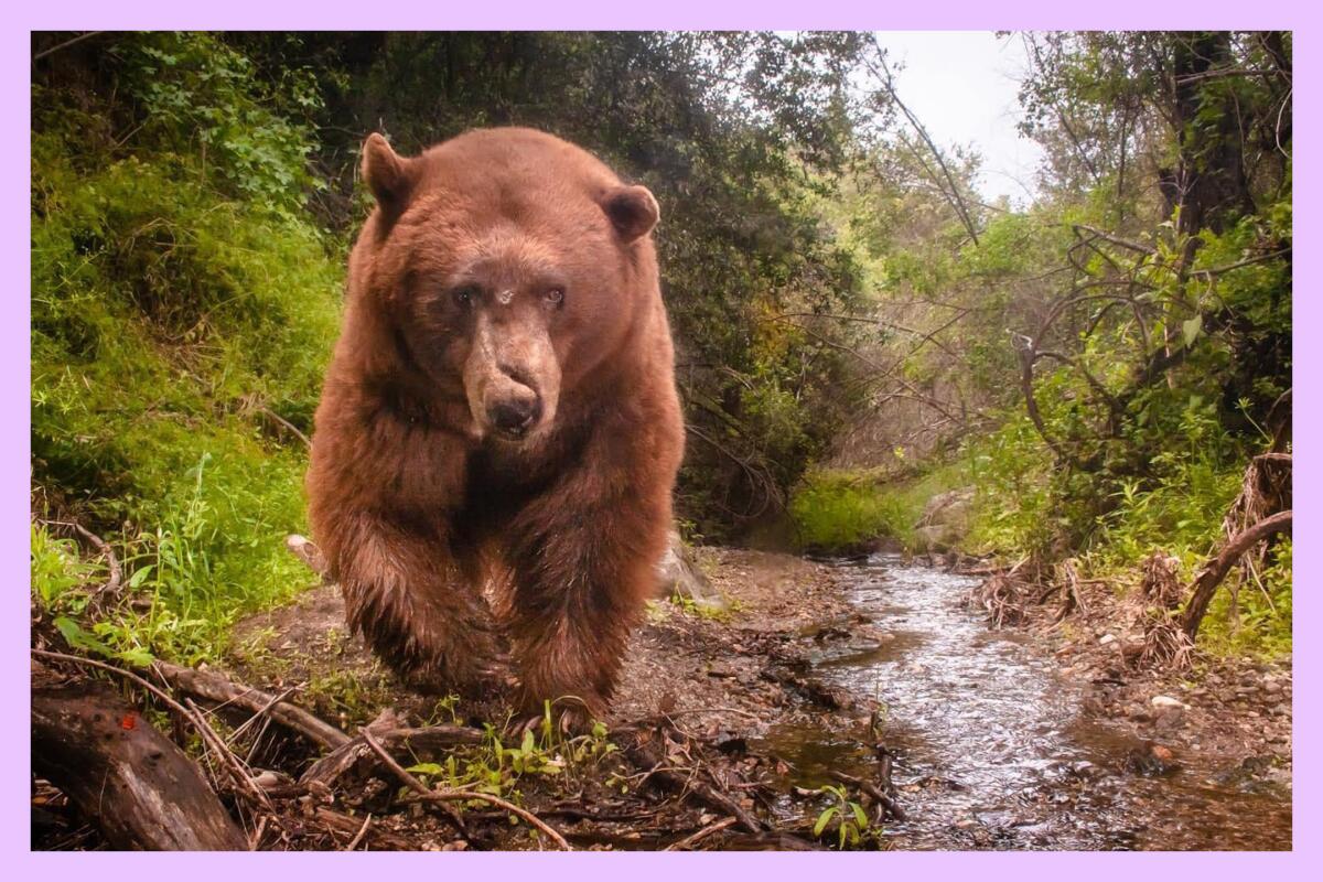 A large bear walks along a stream surrounded by green flora.