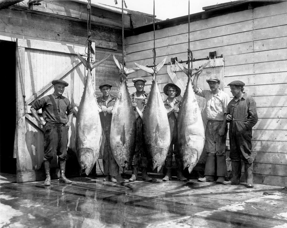 Line and pole fishing in 1917.  San diego, Tuna fishing, Diego