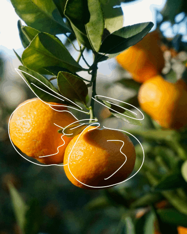 Citrus fruit hangs on a vine.